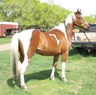 click on Photo to view Sale Horses
