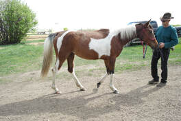 Click Here to view Mares